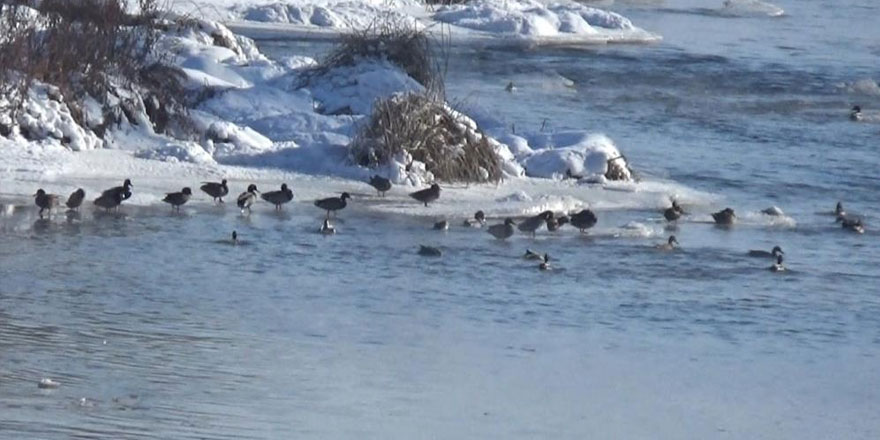 Yeşilbaş ördekler Kars Çayı’nı mesken tuttu