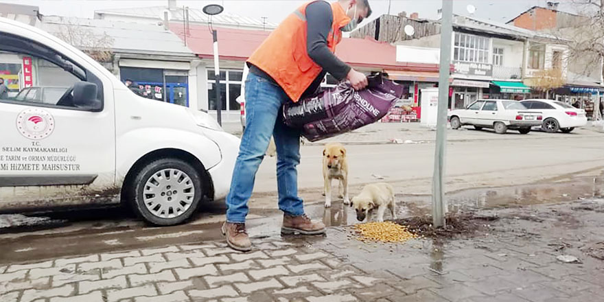 Kaymakam Hatam sokak hayvanlarını unutmadı