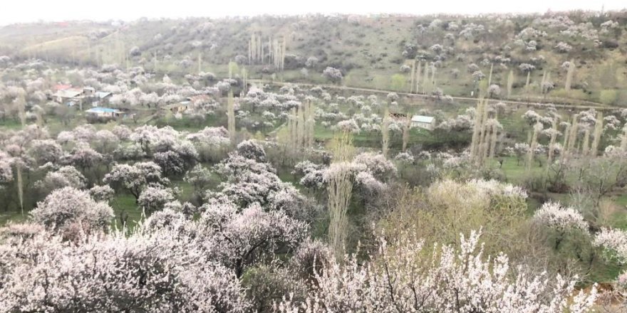 Kağızman’da Kayısı ağaçlarının çiçek açmasıyla kartpostallık görüntüler ortaya çıktı