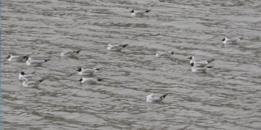 Kars Baraj Gölü kuşlarla doldu