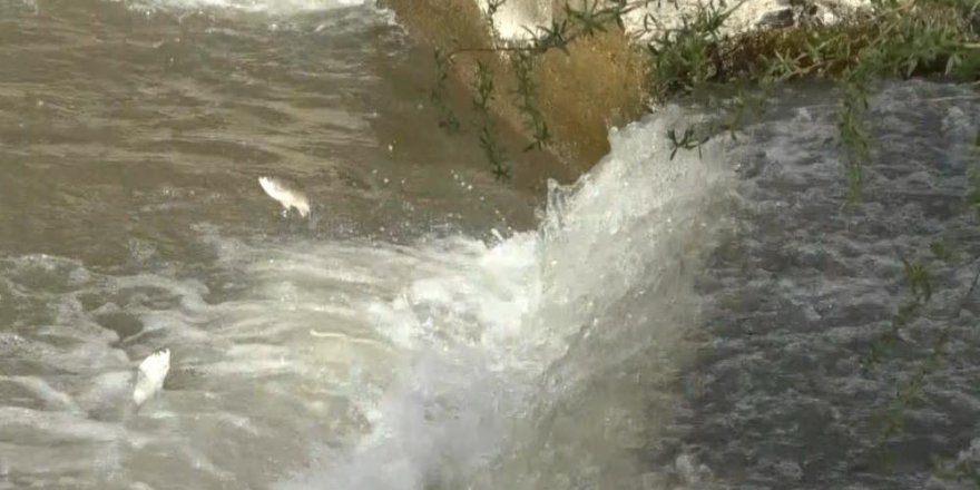 Kars’ta, balıkların ‘ölüm’ göçü başladı