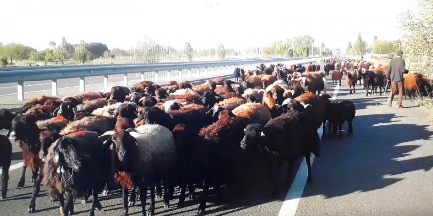 Iğdır’ın sürüleri Kars ve Ardahan’a gelmeye başladı