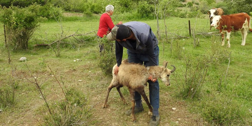 Yaralı şamua Kars’ta tedavi edilecek