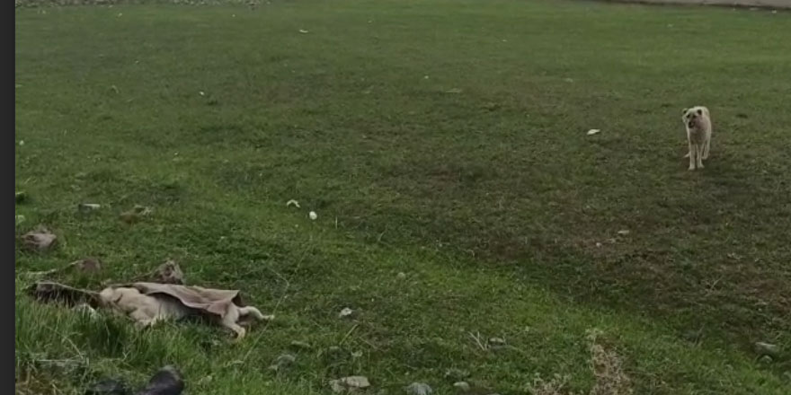 Ölen köpeğinin başından bir an olsun ayrılmadı!