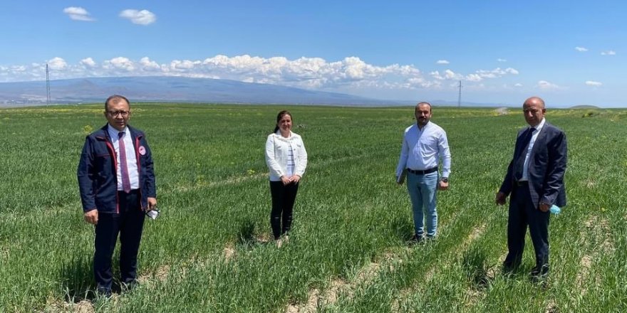 Kars Tarım ve Orman Müdürlüğü ürün durumu ve kuraklık takibi hakkında incelemelerde bulunuyor