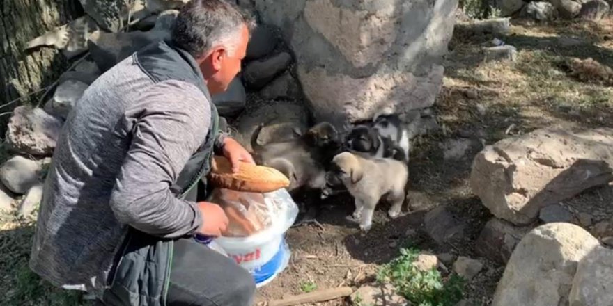 Duyarlı vatandaş sokak hayvanları doyuruyor