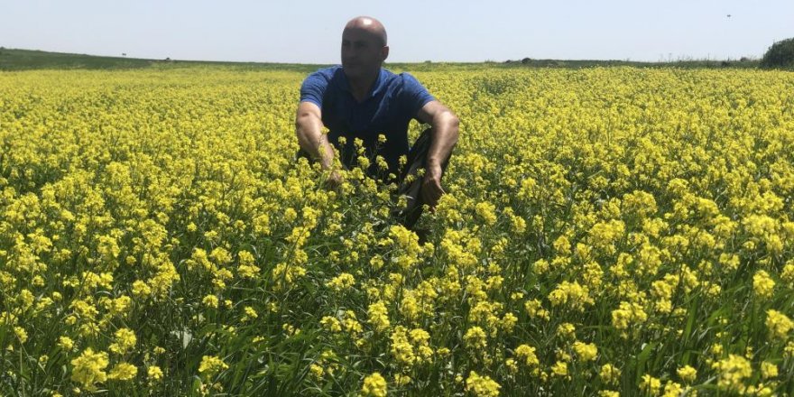 Kars’ta tarlalarda açan 'sarı çiçekler' görsel şölen sundu