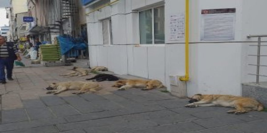 Kars'ta köpek terörü yaşanıyor