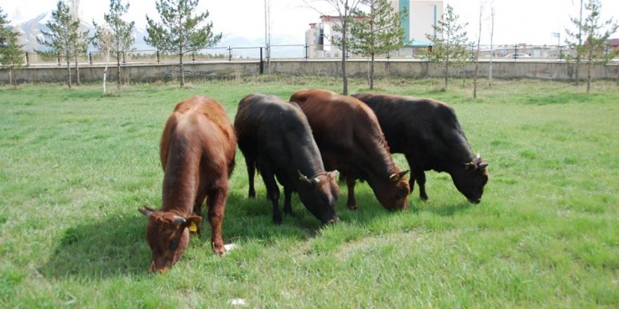 4 bin yıllık geçmişi olan yerli sığır ırkı "Doğu Anadolu kırmızısı" koruma altına alındı