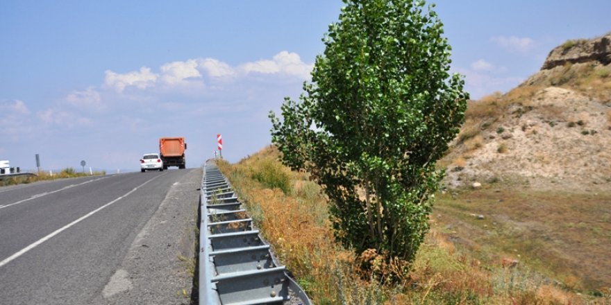 Kars - Arpaçay yolunda 40 kilometrede tek ağaç...