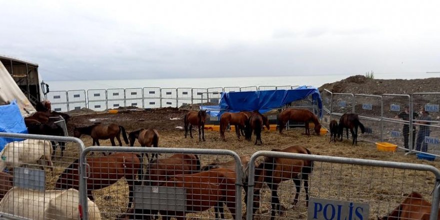 Artvin’de bir tırın dorsesinde ölüme terk edilen atların sahibine 35 bin lira para cezası kesildi