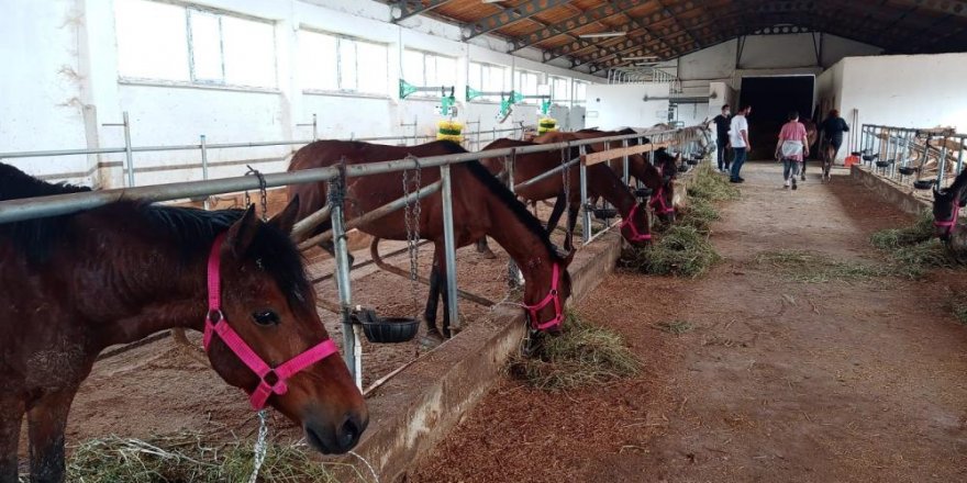 Ölüme terk edilen atlar yeni yuvalarında