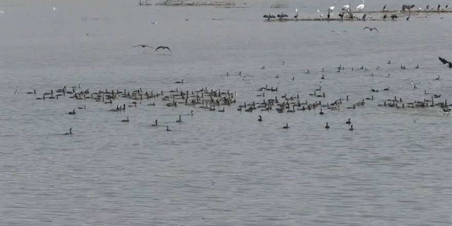 Kars’ta baraj gölü su kuşlarını ağırlıyor