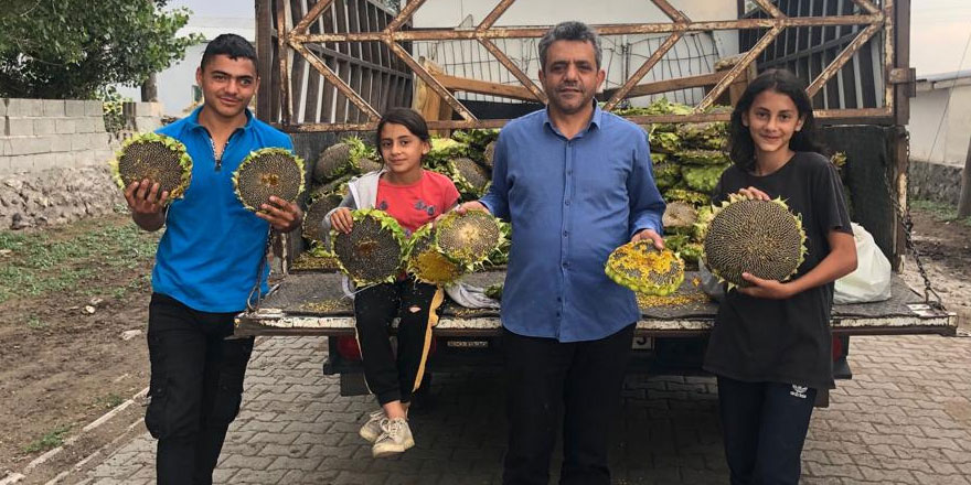 Kars’ta sonbaharı habercisi sımışka (Ayçiçeği) çıktı