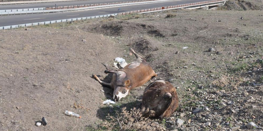 Kars’ta şüpheli hayvan ölümleri