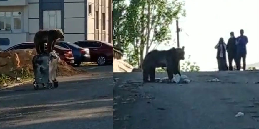 Sarıkamış’ta ayı mahalleye indi