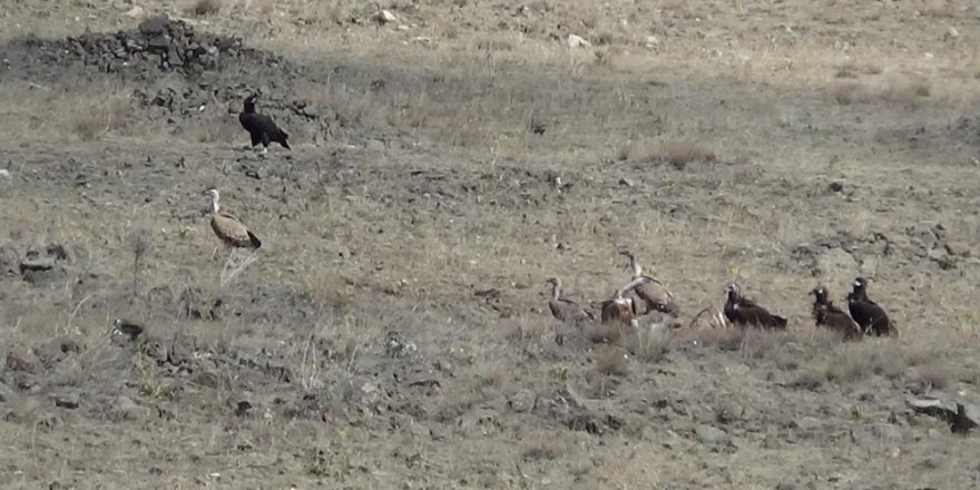 Sarıkamış'ta akbabalar görüntülendi