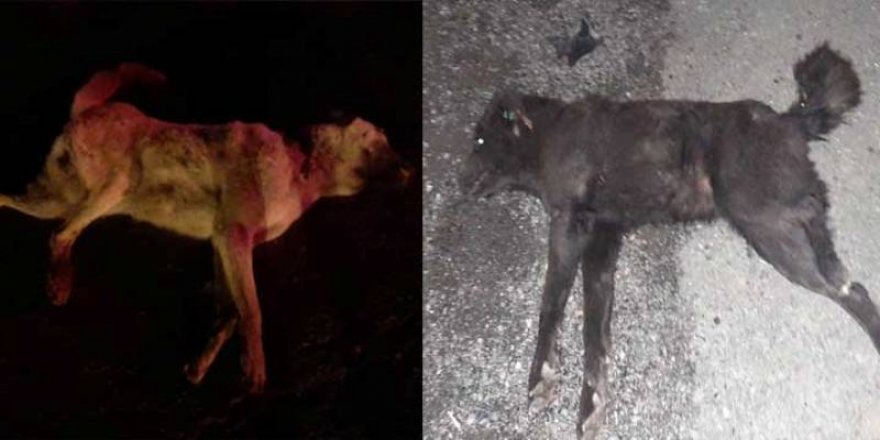 Kars’ta 5 dakikada 2 köpek araç altında kaldı