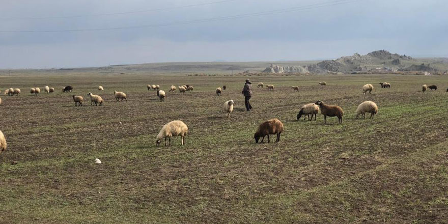 Kars’ta sıcak hava küçükbaş hayvanlara yaradı