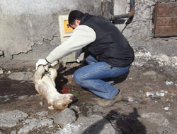 Çöpte Buzağı Ölüsü Bulundu