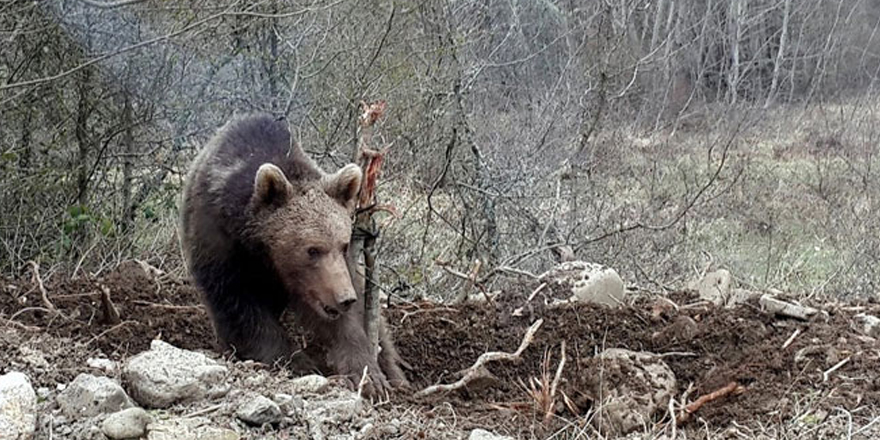 Sarıkamış’ta ayı saldırısına uğrayan çoban ağır yaralandı