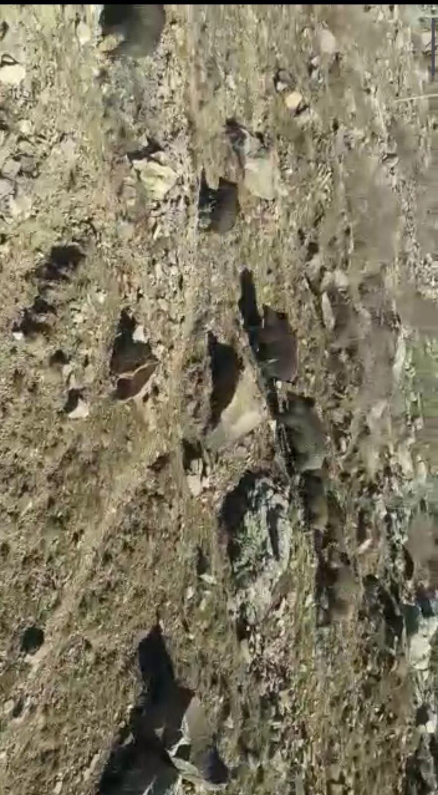 Kars'ta domuz sürüsü cep telefonlarıyla kaydedildi