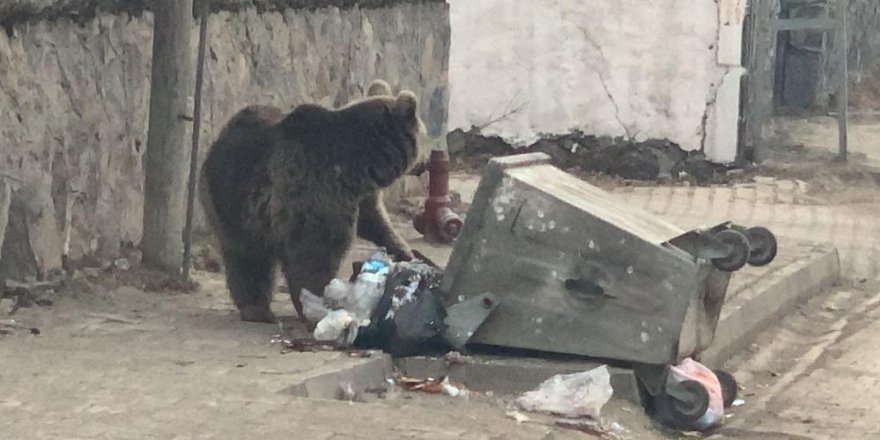 Aç kalan yavru ayı ilçe merkezine indi