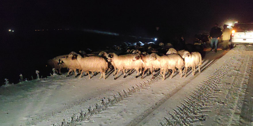 Kars'ta 2 bin 254 rakımda mahsur kalan çoban ve sürüsü kurtarıldı