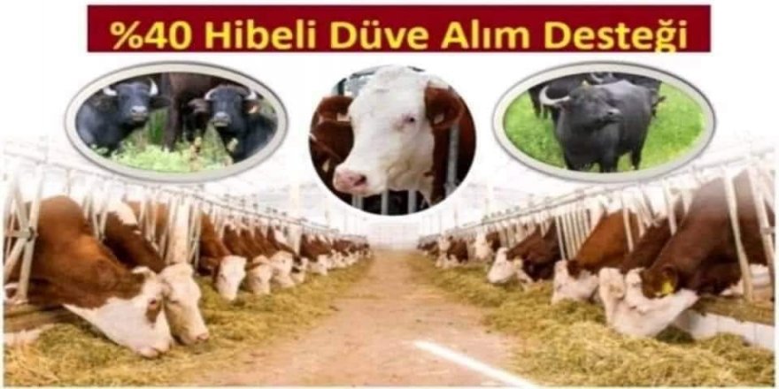 Karslı Yetiştiricilerin Dikkatine : Yüzde 40 Hibeli DÜVE ALIM DESTEĞİ