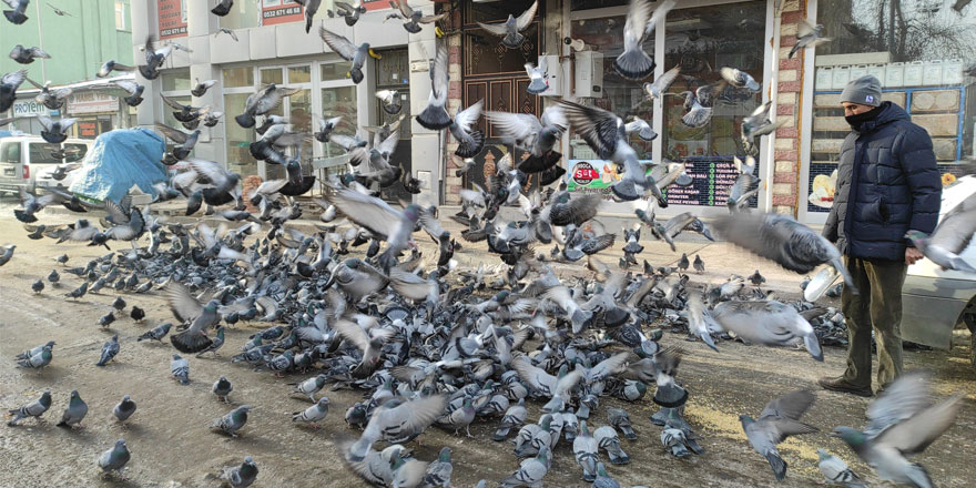 Kars’ta aç kalan güvercinlere esnaf sahip çıktı