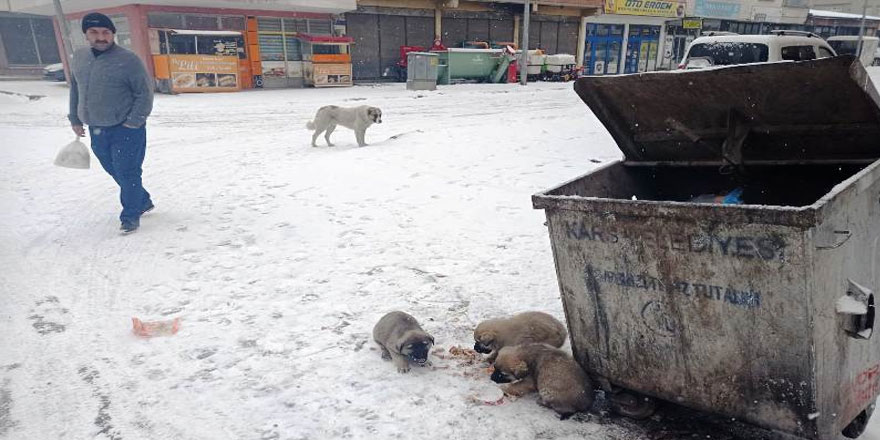 Yavru köpeklere vatandaş şefkati