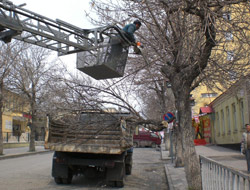 Ağaçlar Budanıyor