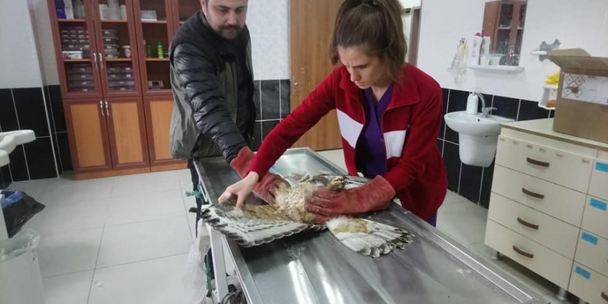  Yaralı Arı Şahini tedavi altına alındı