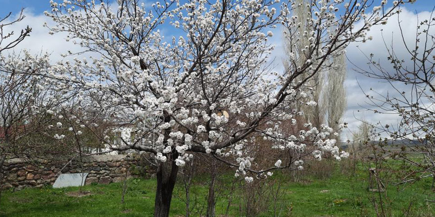 Kars’ta meyve ağaçları çiçek açmaya başladı