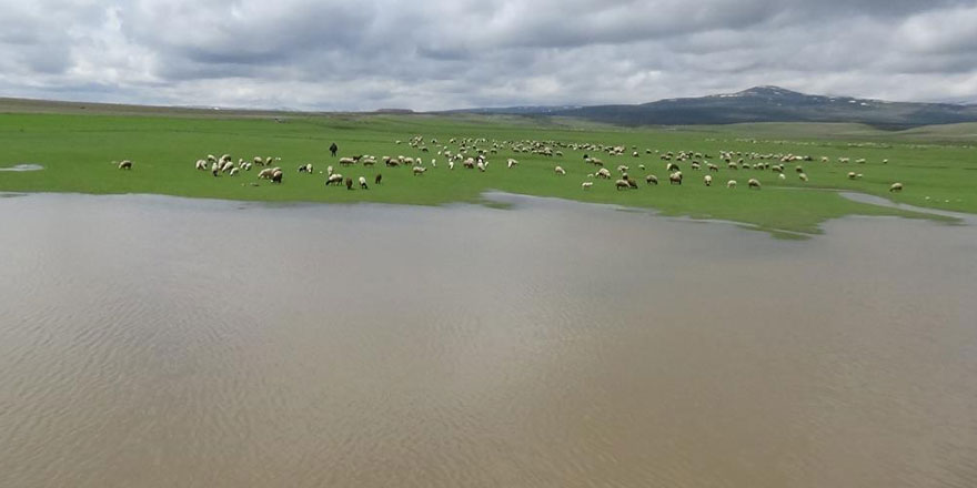 Kars’ta hayvanlar meralara salındı