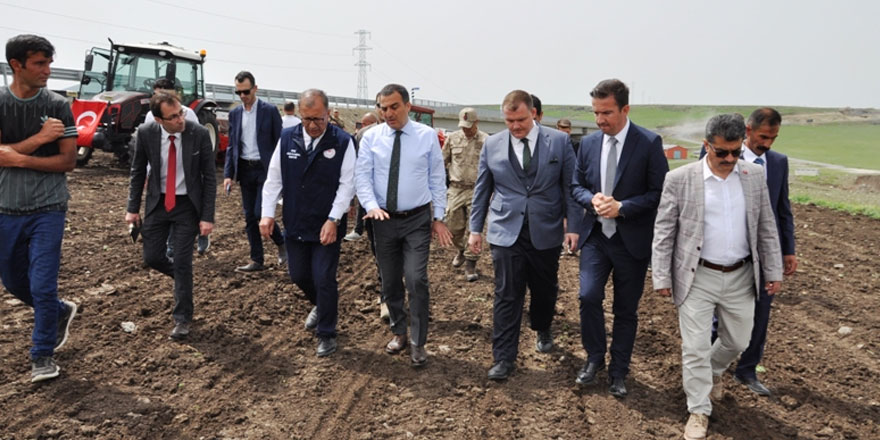 Kars, ayçiçeği tarlaları ile renklenecek