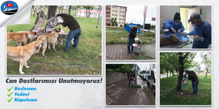 Kars Belediyesi sokak hayvanlarını unutmuyor