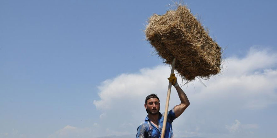 Kars’ta tarlalardan bereket fışkırdı