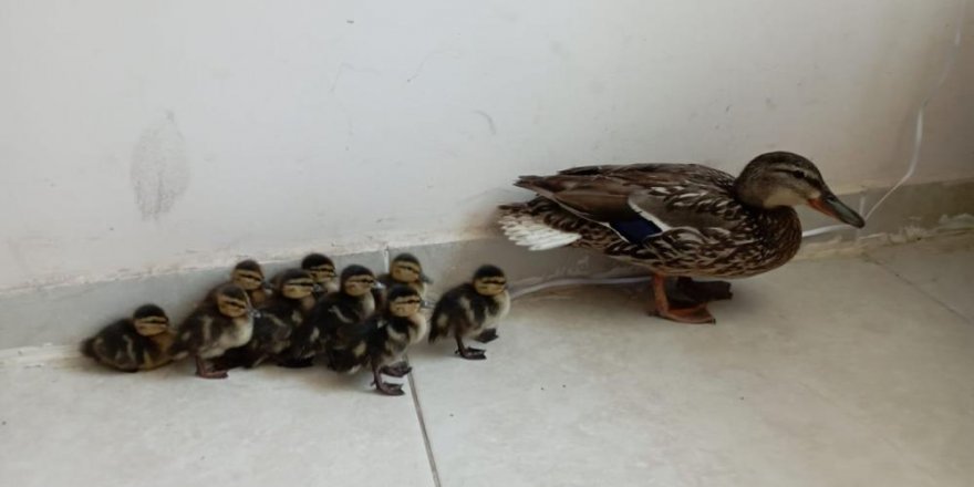 Anne ördek yavrularını bırakmadı