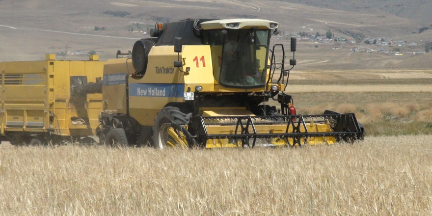 Tunç Soyer’in Susuz’da toprakla buluşturduğu tohumlar hasat ediliyor