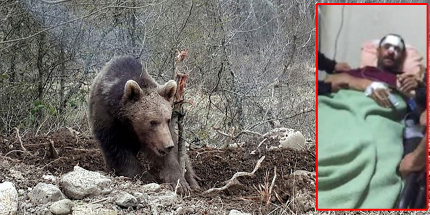 Kars’ta ayı saldırısı: 1 yaralı!
