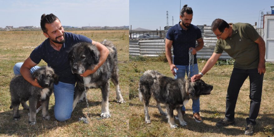 Coğrafi işaretli Kars Çoban Köpeği ırkı saflaştırılıyor