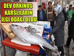 Karsta Dev Balık İlgi Odağı Oldu