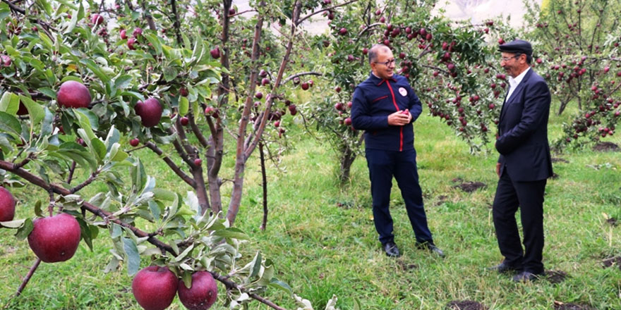 Kağızman’da uzun elma hasadı başladı