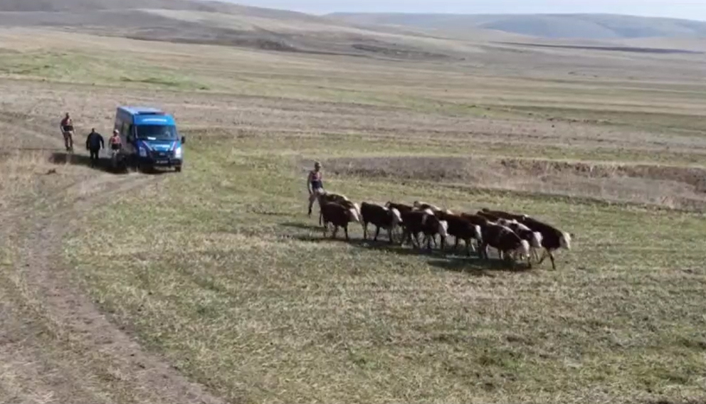 Kars’ta kaybolan inekler bulundu