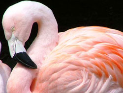 İlk kez Flamingo görüldü