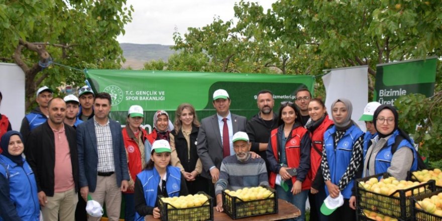 Kağızman’da Gönüllü Gençlerle Kayısı Hasadı Gerçekleştirildi