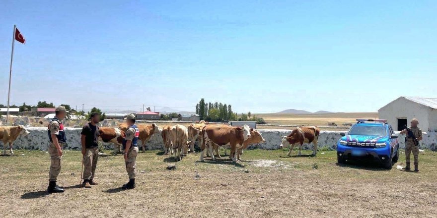 Kars’ta kaybolan hayvanlar bulundu