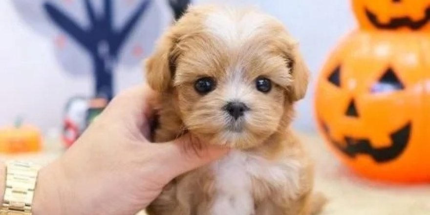 Karma Köpekler: Modern Köpek Yetiştiriciliğinin Yükselen Trendi
