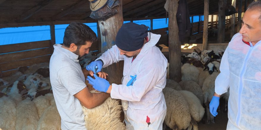 Kars'taki göllere 500 bin yavru sazan bırakıldı